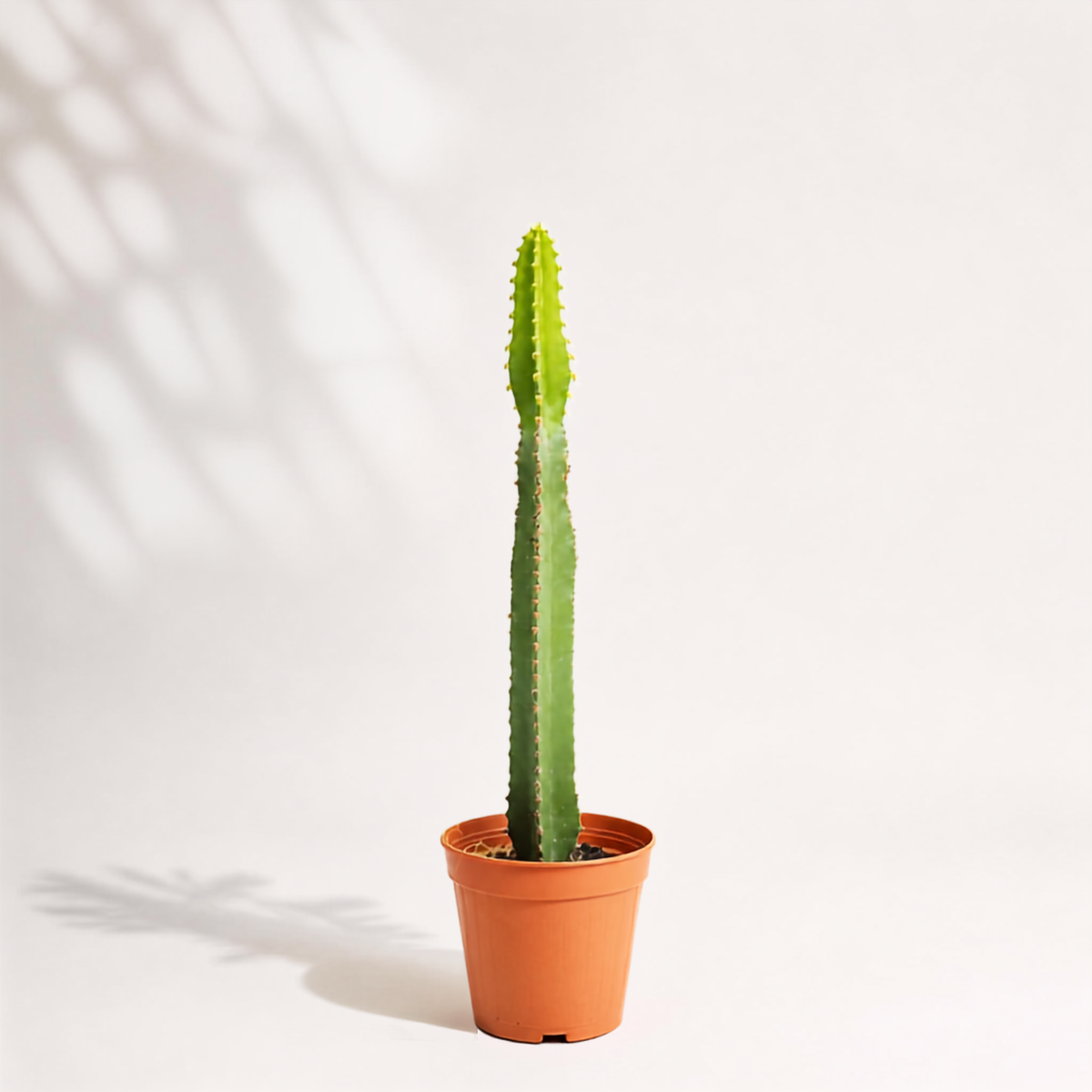 Euphorbia erythrea