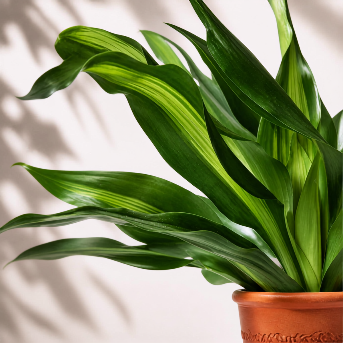 Δράκαινα Fragrans