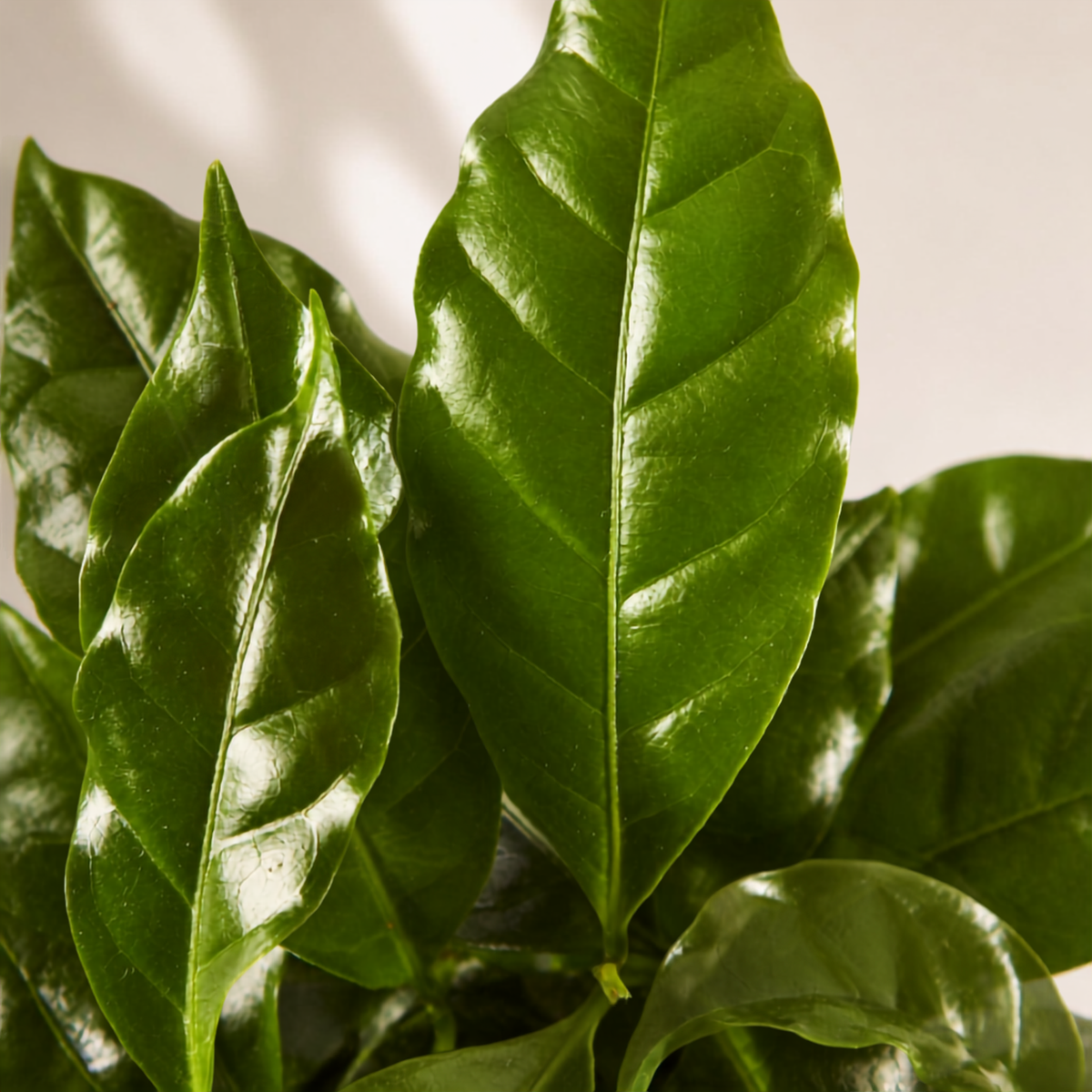 Καφεόδεντρο Coffea Arabica