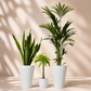 Indoor garden