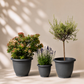 Outdoor garden