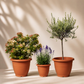 Outdoor garden