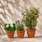 Outdoor garden