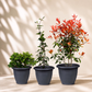 Outdoor garden