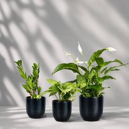 Indoor garden