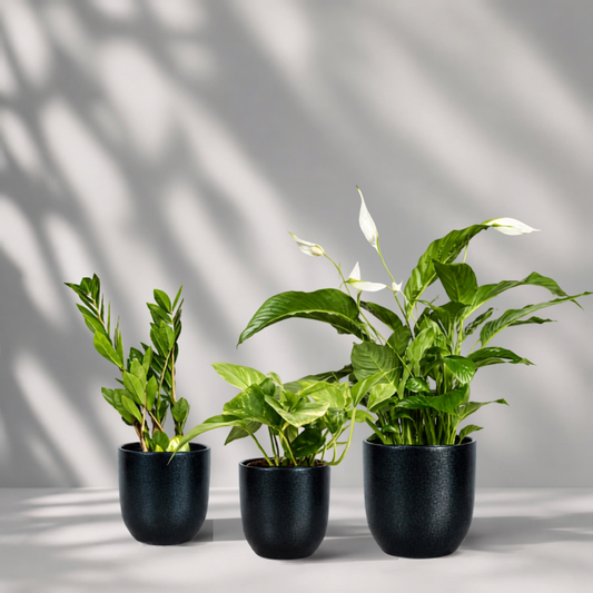 Indoor garden