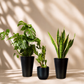 Indoor garden