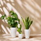 Indoor garden