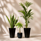 Indoor garden