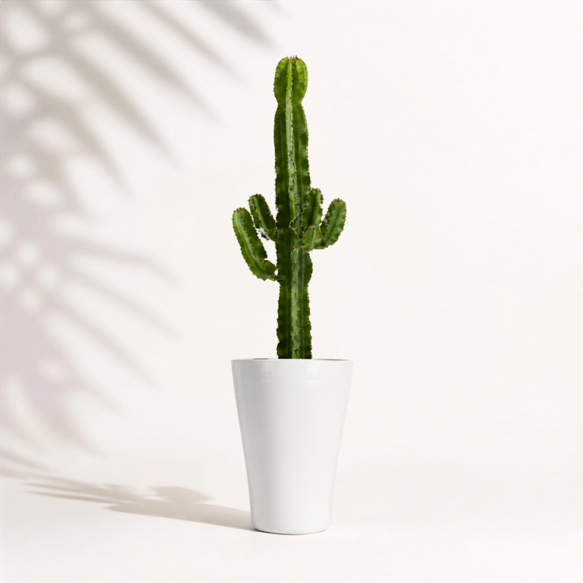 Euphorbia acrurensis