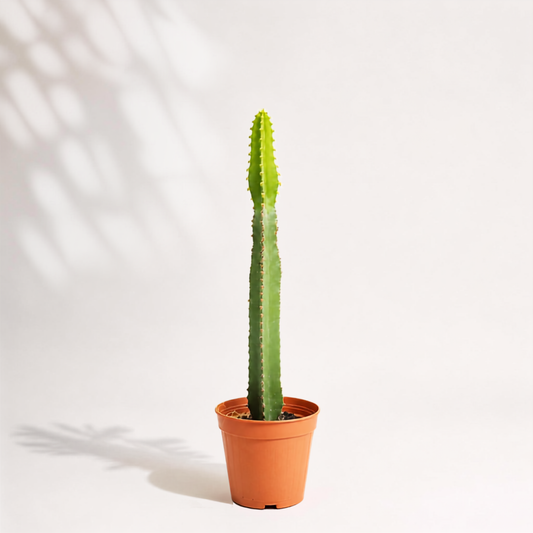 Euphorbia erythrea