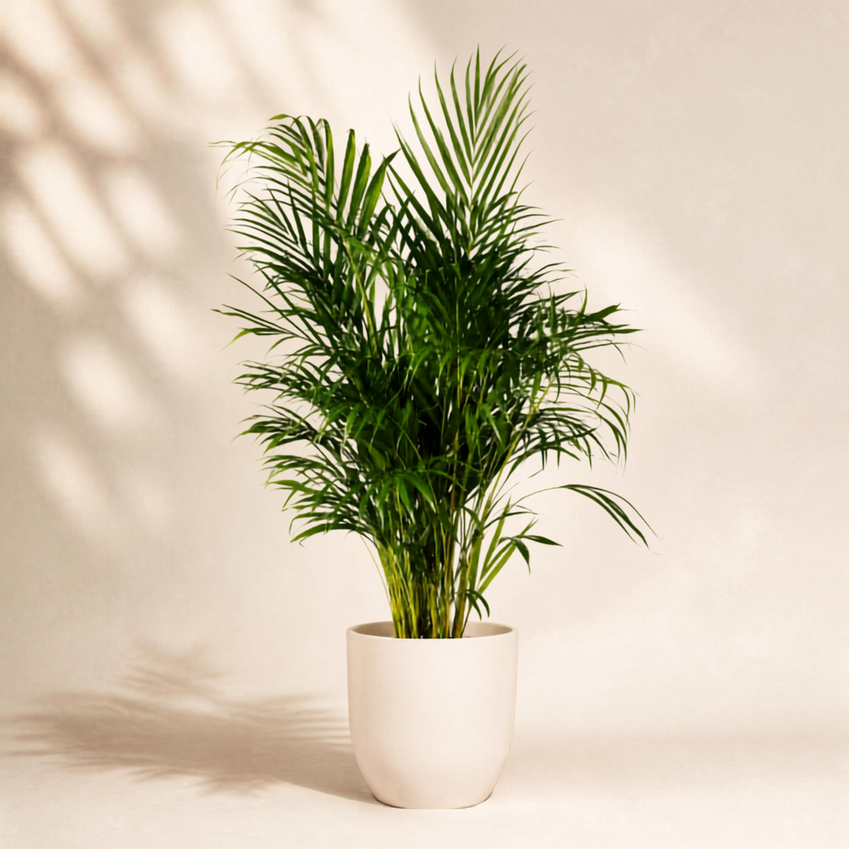 Αρέκα