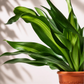Δράκαινα Fragrans