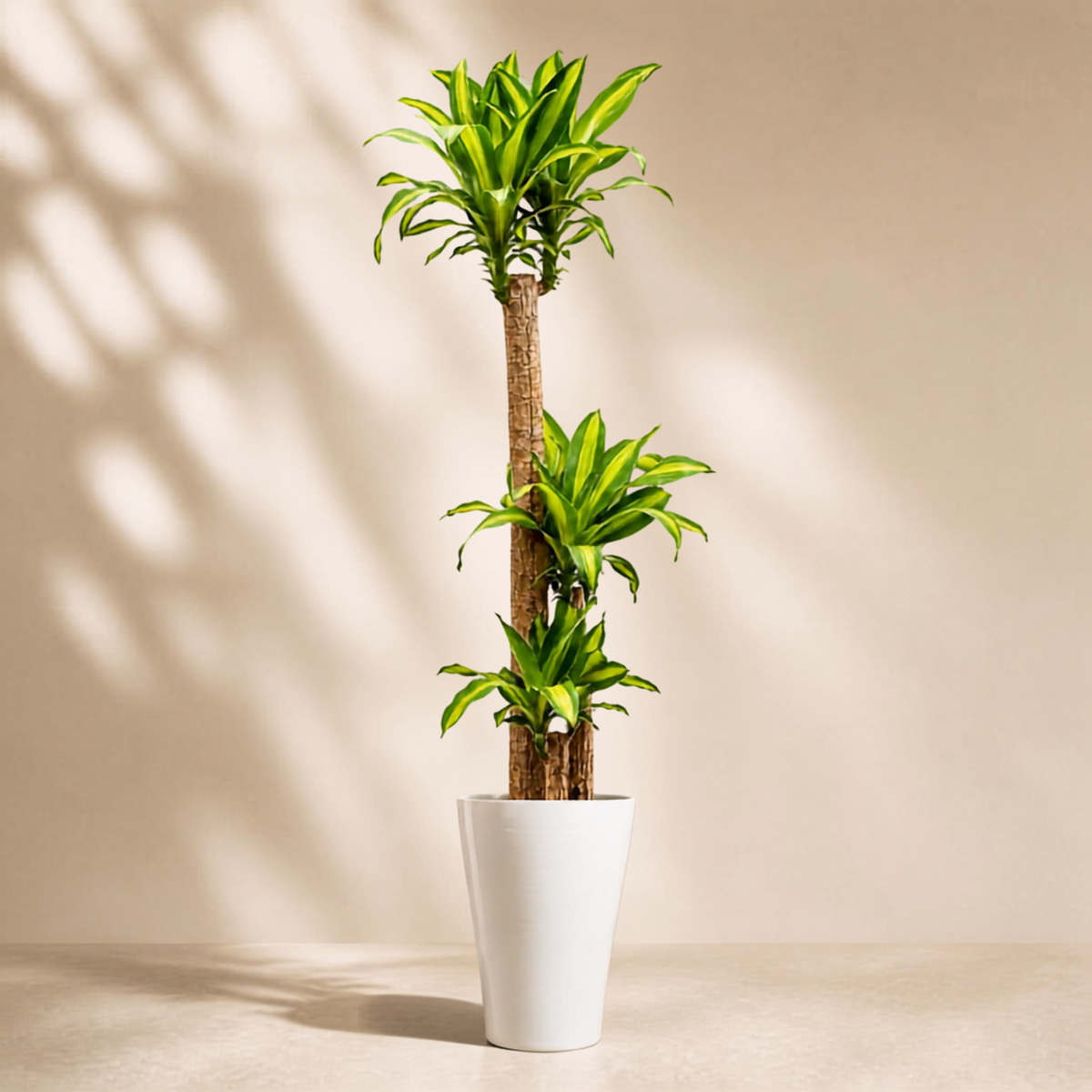 Δράκαινα Fragrans