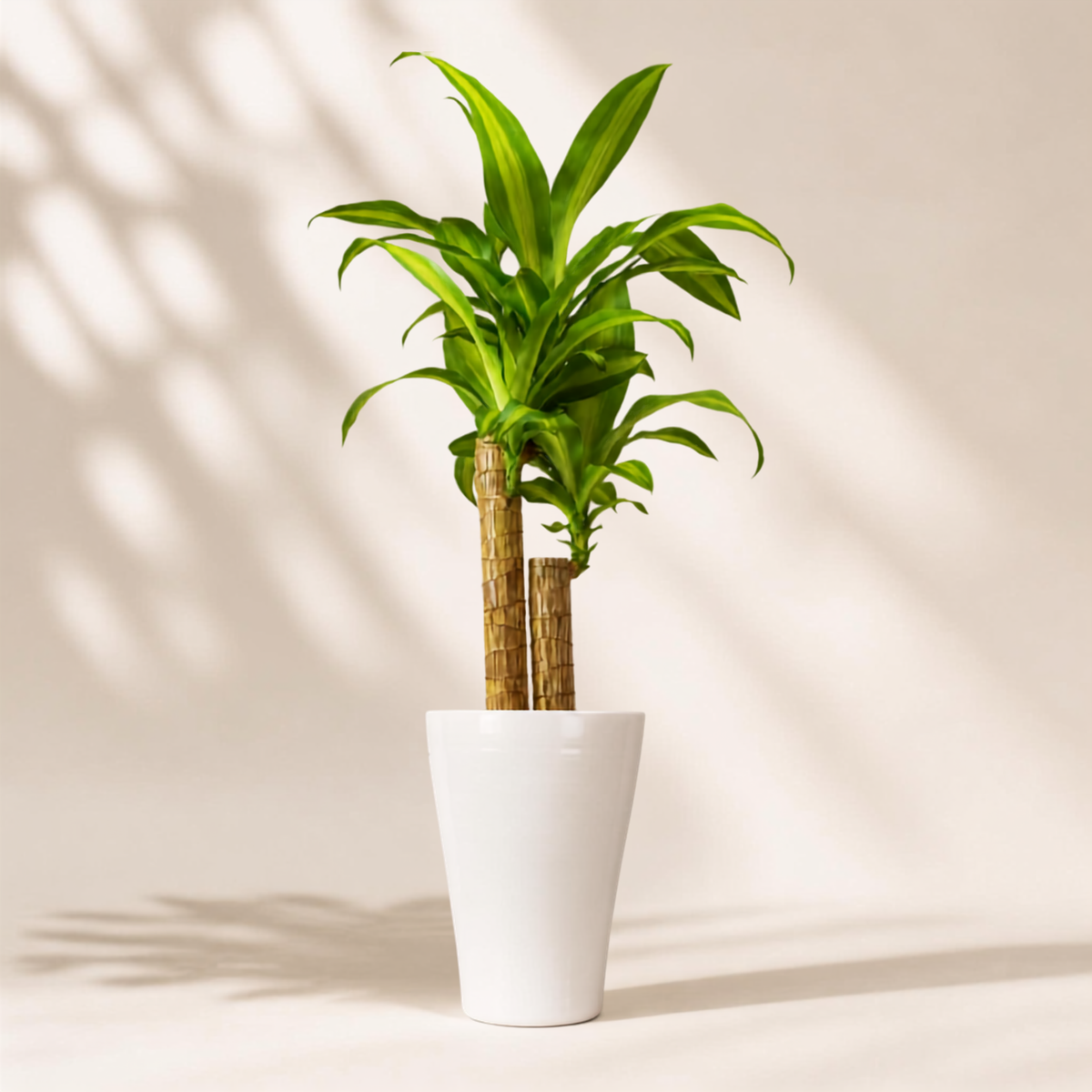 Δράκαινα Fragrans