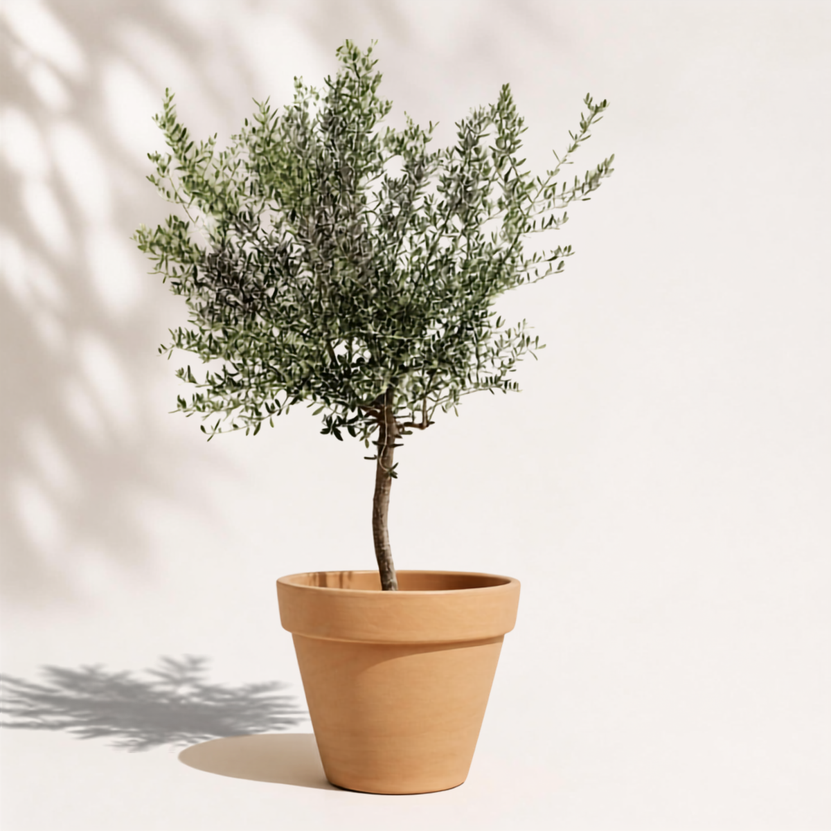 Ελιά