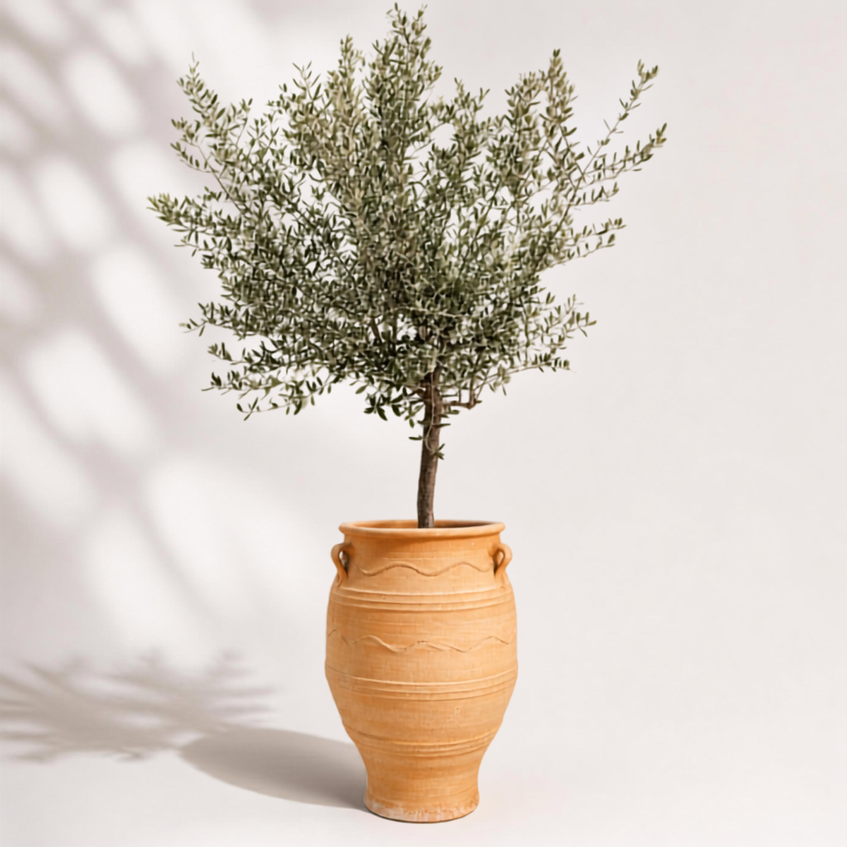Ελιά