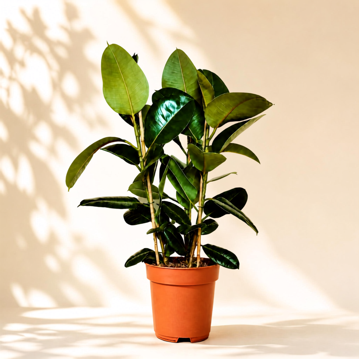 Φίκος Elastica Robusta