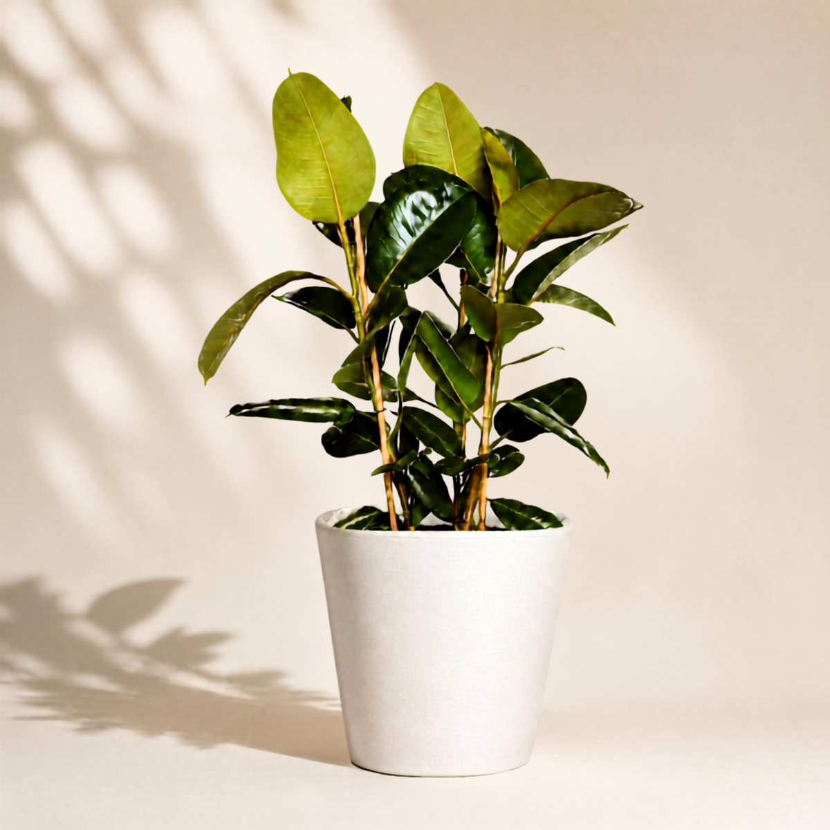 Φίκος Elastica Robusta