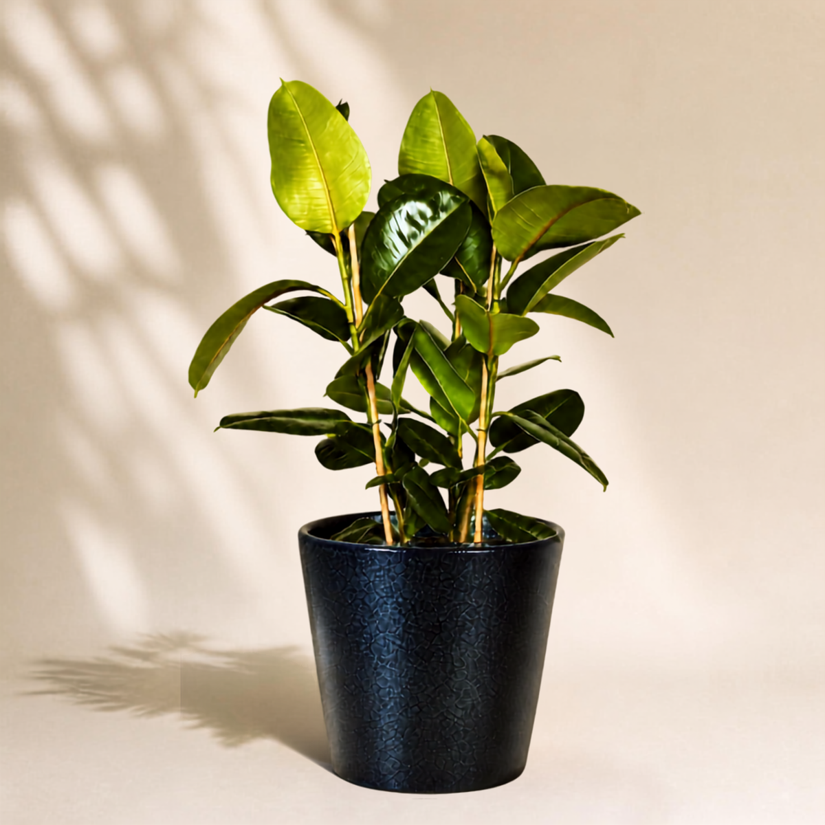 Φίκος Elastica Robusta