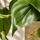 Φυλλόδεντρο Scandens Brazil