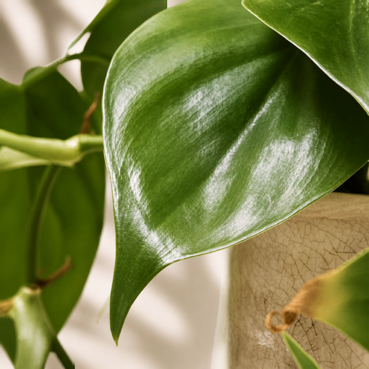 Φυλλόδεντρο Scandens Brazil