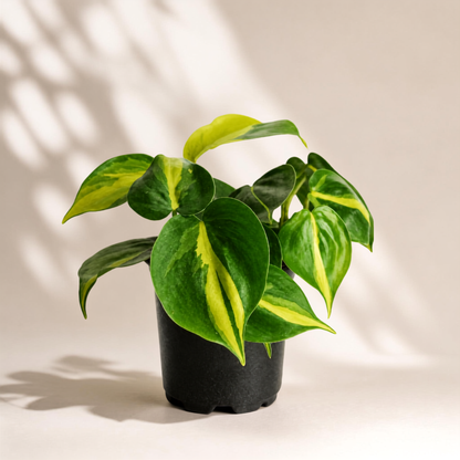 Φυλλόδεντρο Scandens Brazil