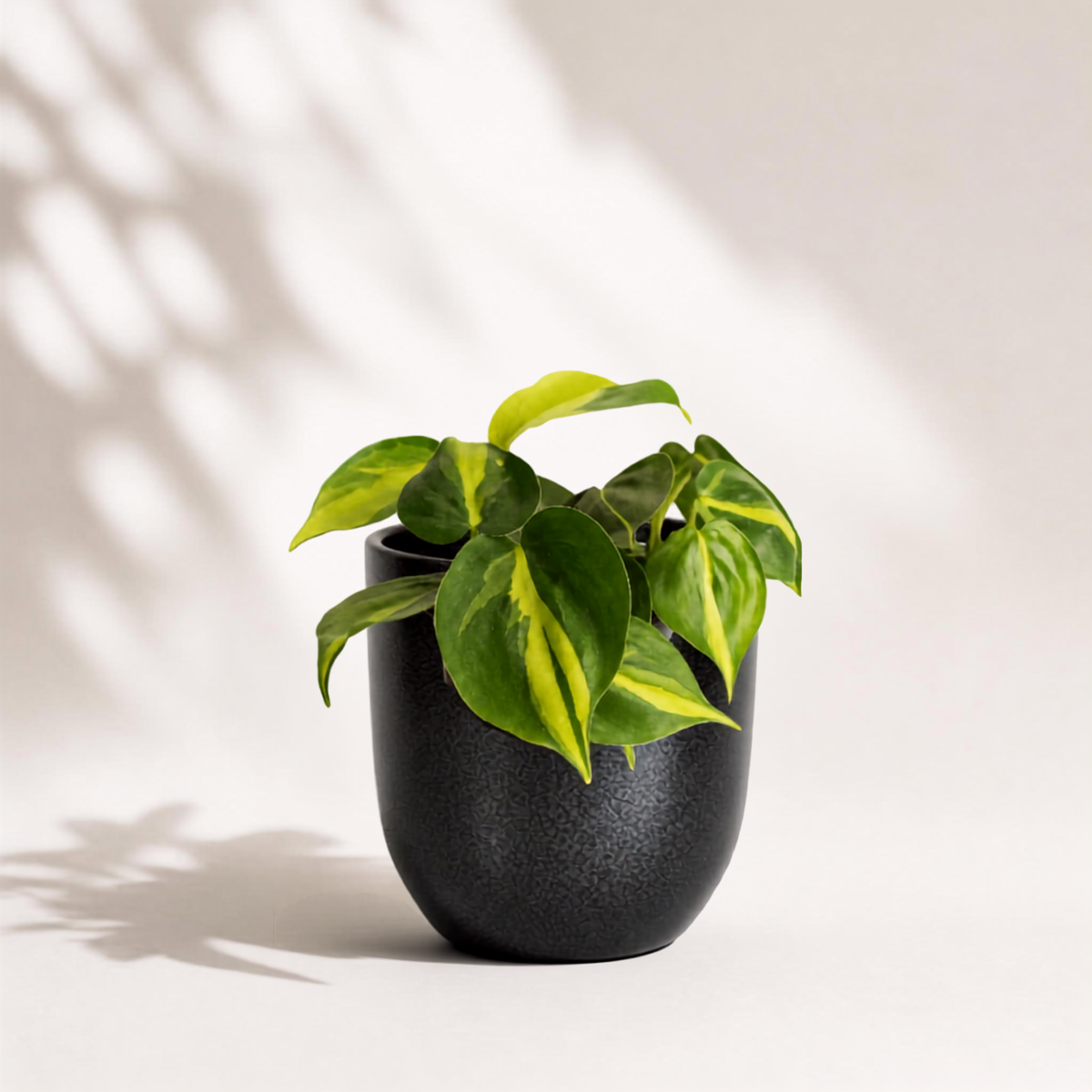 Φυλλόδεντρο Scandens Brazil