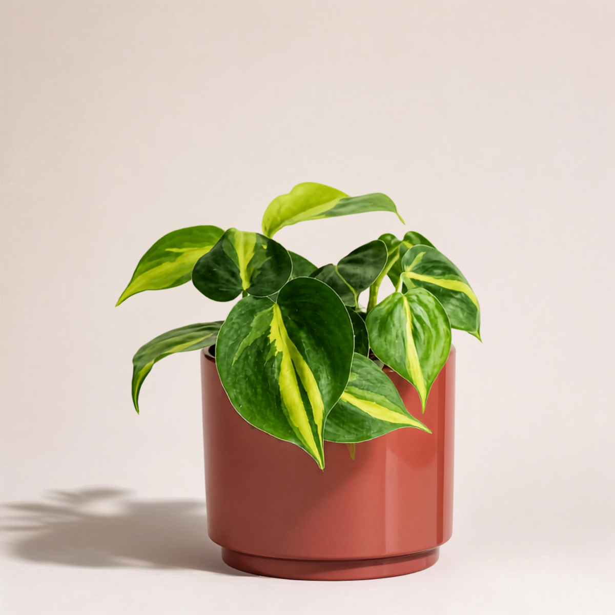 Φυλλόδεντρο Scandens Brazil