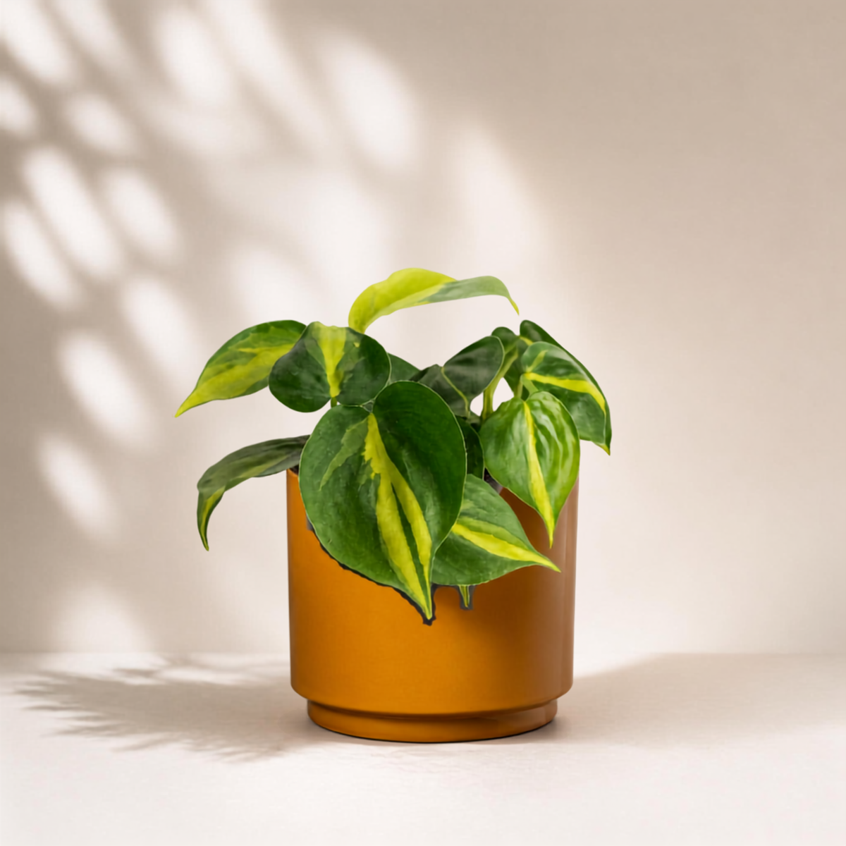 Φυλλόδεντρο Scandens Brazil