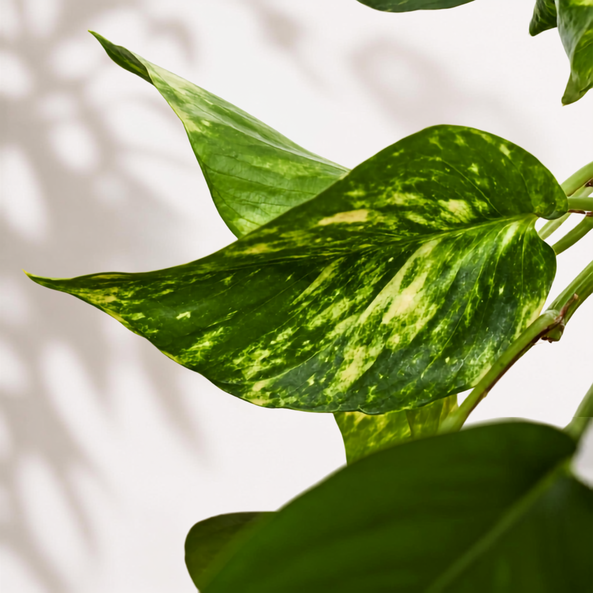 Golden Πόθος E. Aureum