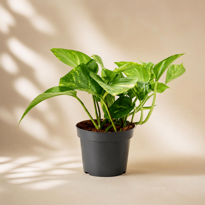 Golden Πόθος E. Aureum