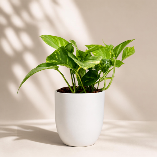 Golden Πόθος E. Aureum