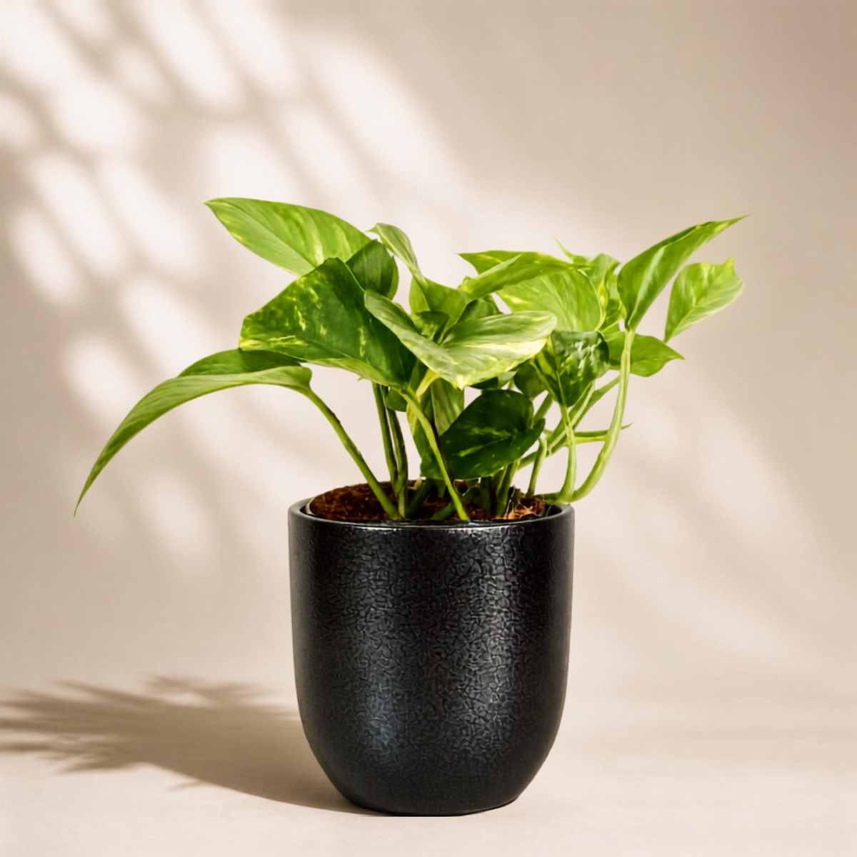 Golden Πόθος E. Aureum