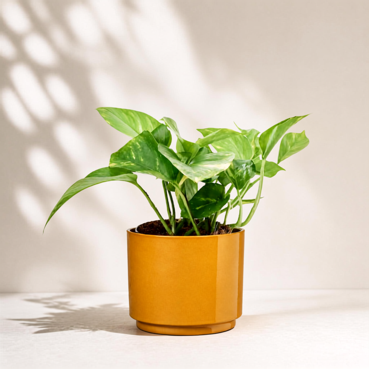 Golden Πόθος E. Aureum