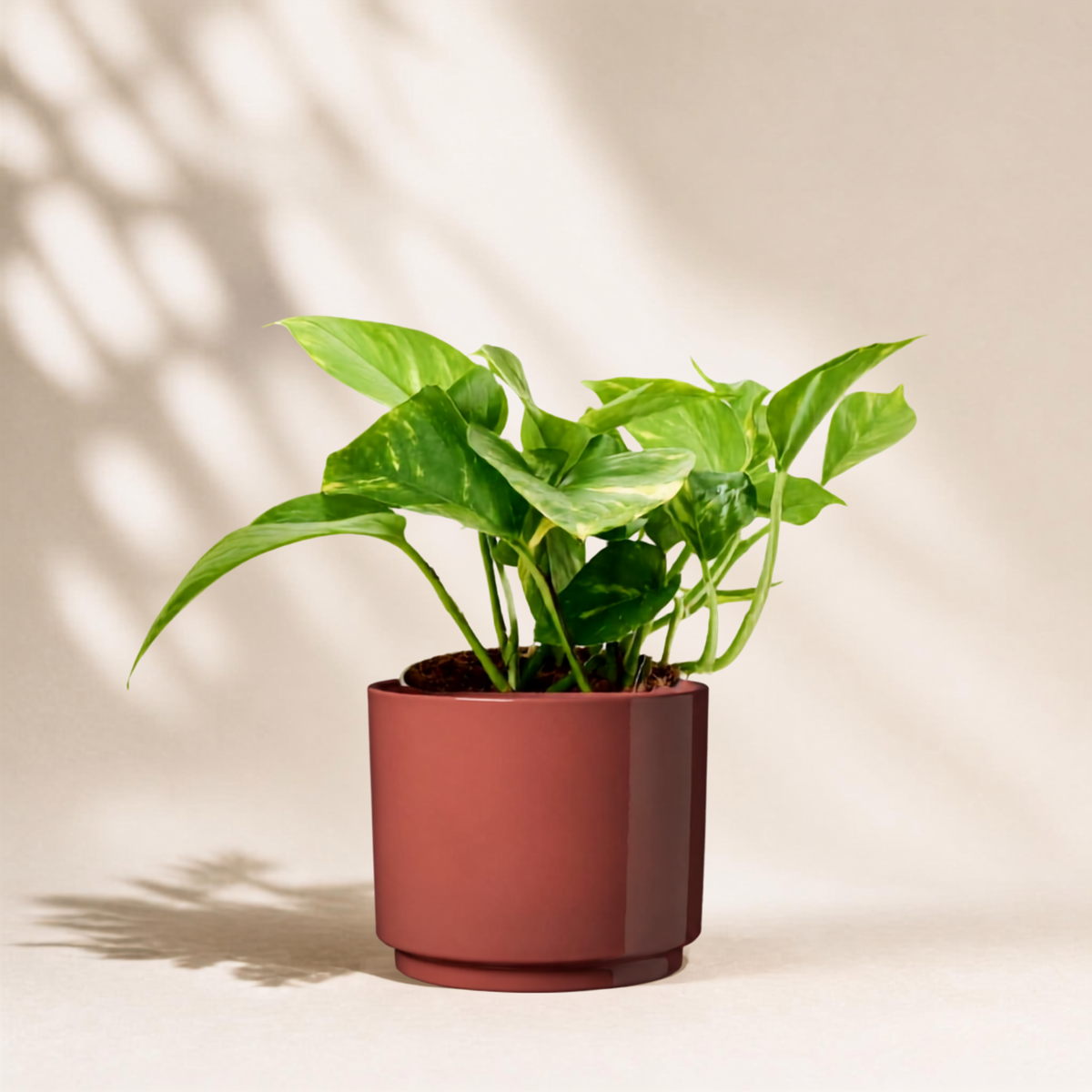 Golden Πόθος E. Aureum