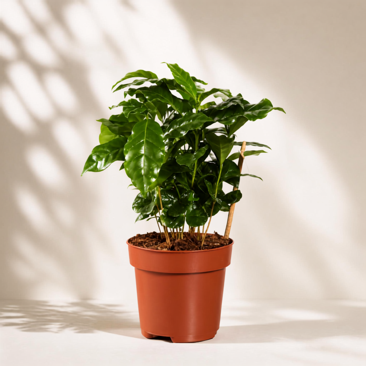 Καφεόδεντρο Coffea Arabica