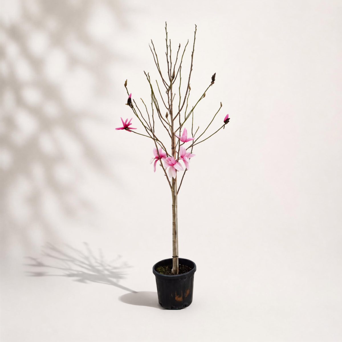 Μανόλια Liliiflora