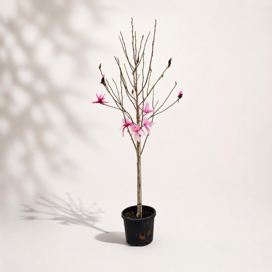 Μανόλια Liliiflora
