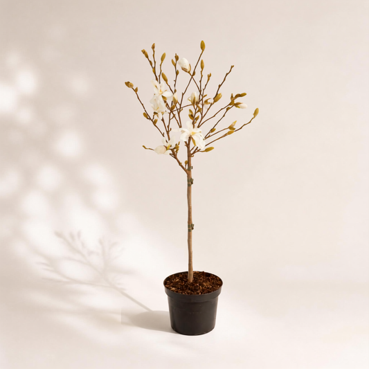 Μανόλια Stellata