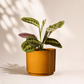 Μαράντα