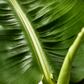 Μπανανιά Dwarf Cavendish