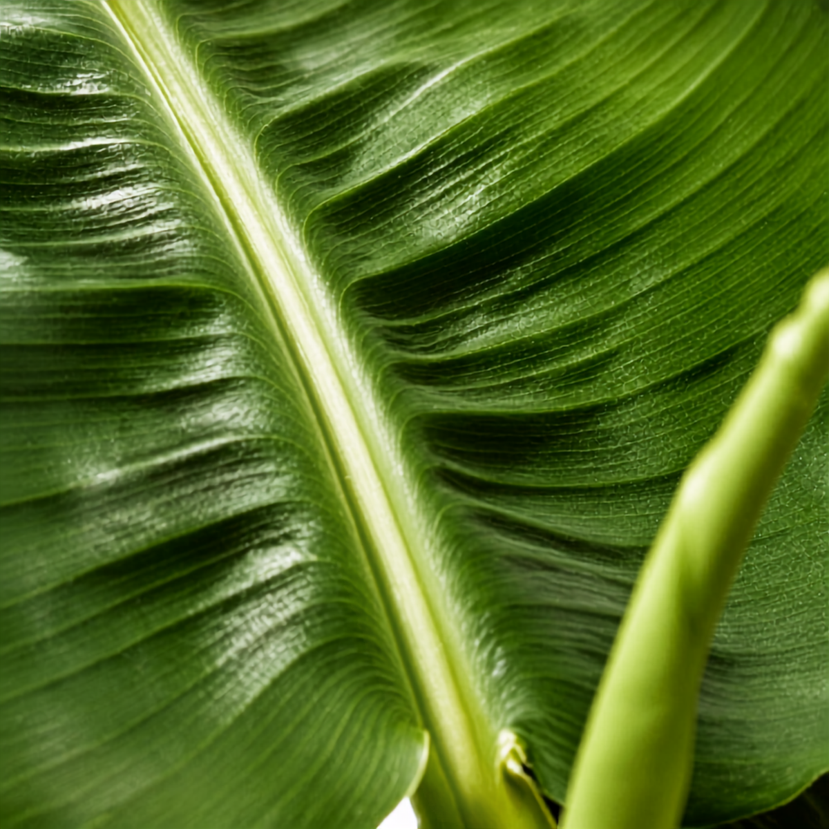 Μπανανιά Dwarf Cavendish