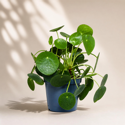 Πιλέα Peperomioides