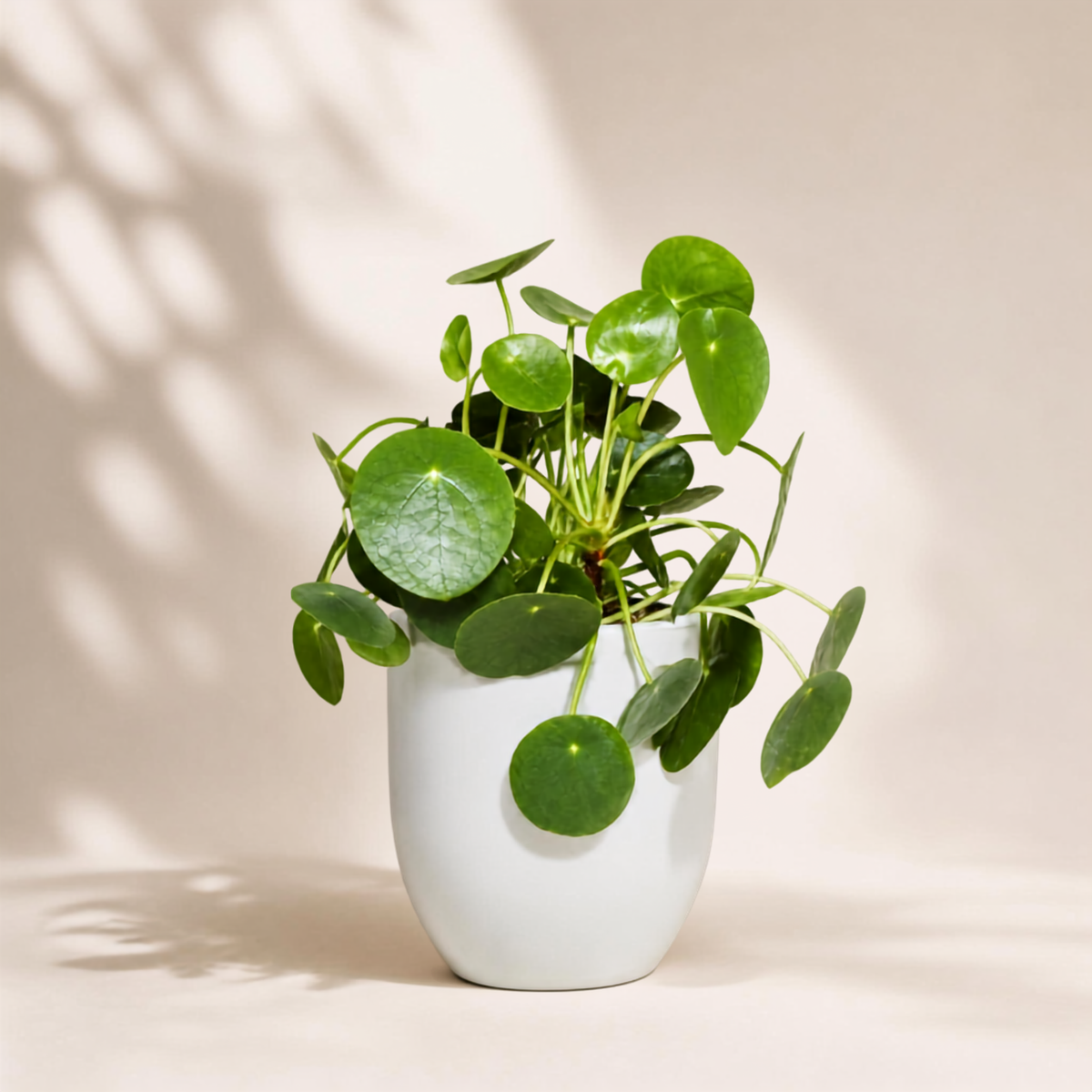 Πιλέα Peperomioides