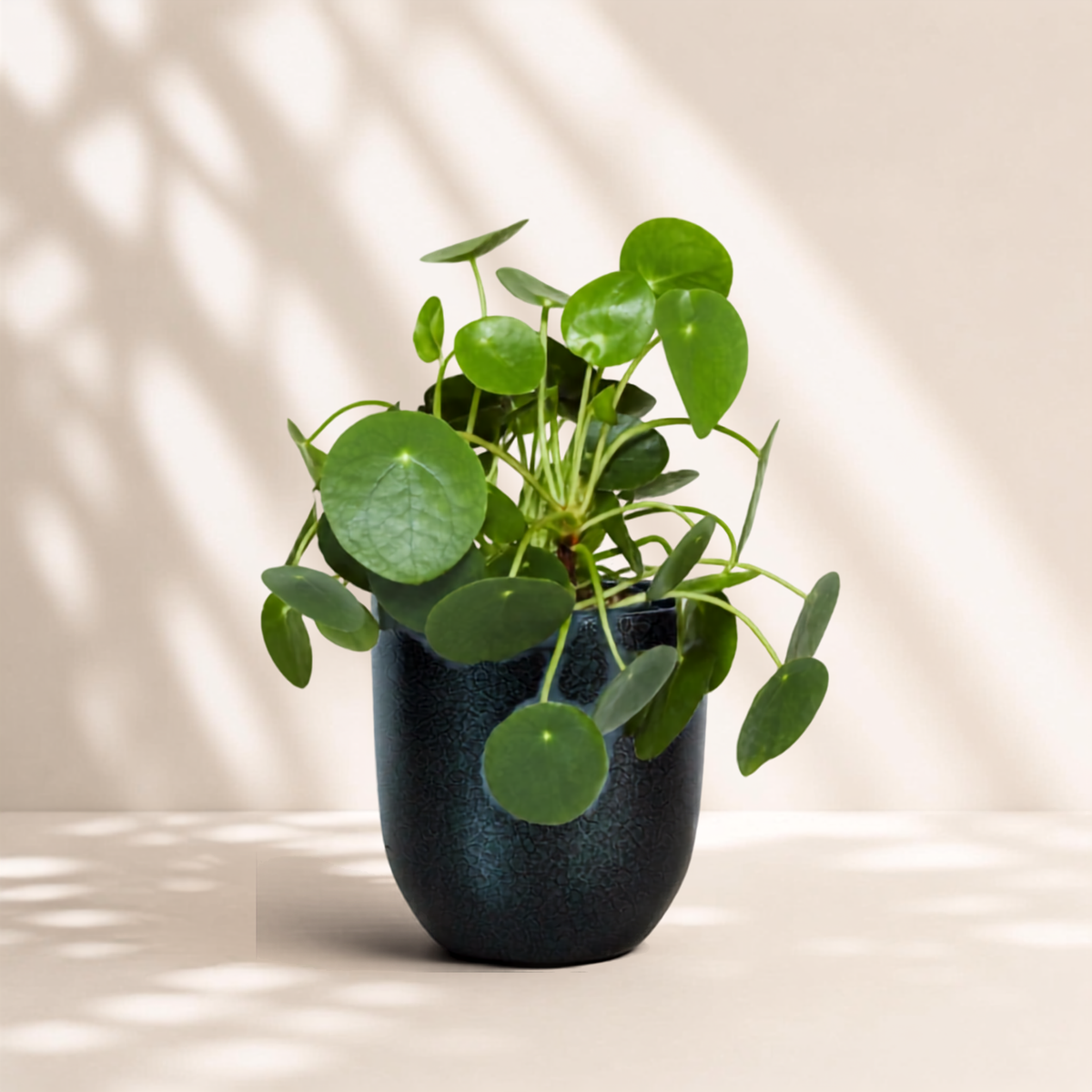Πιλέα Peperomioides