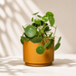Πιλέα Peperomioides