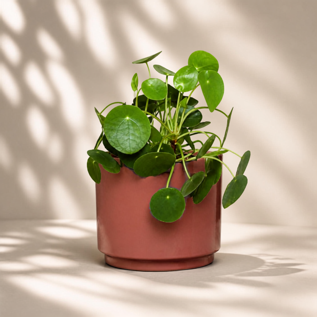 Πιλέα Peperomioides