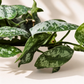 Πόθος Scindapsus Pictus ‘Satin’