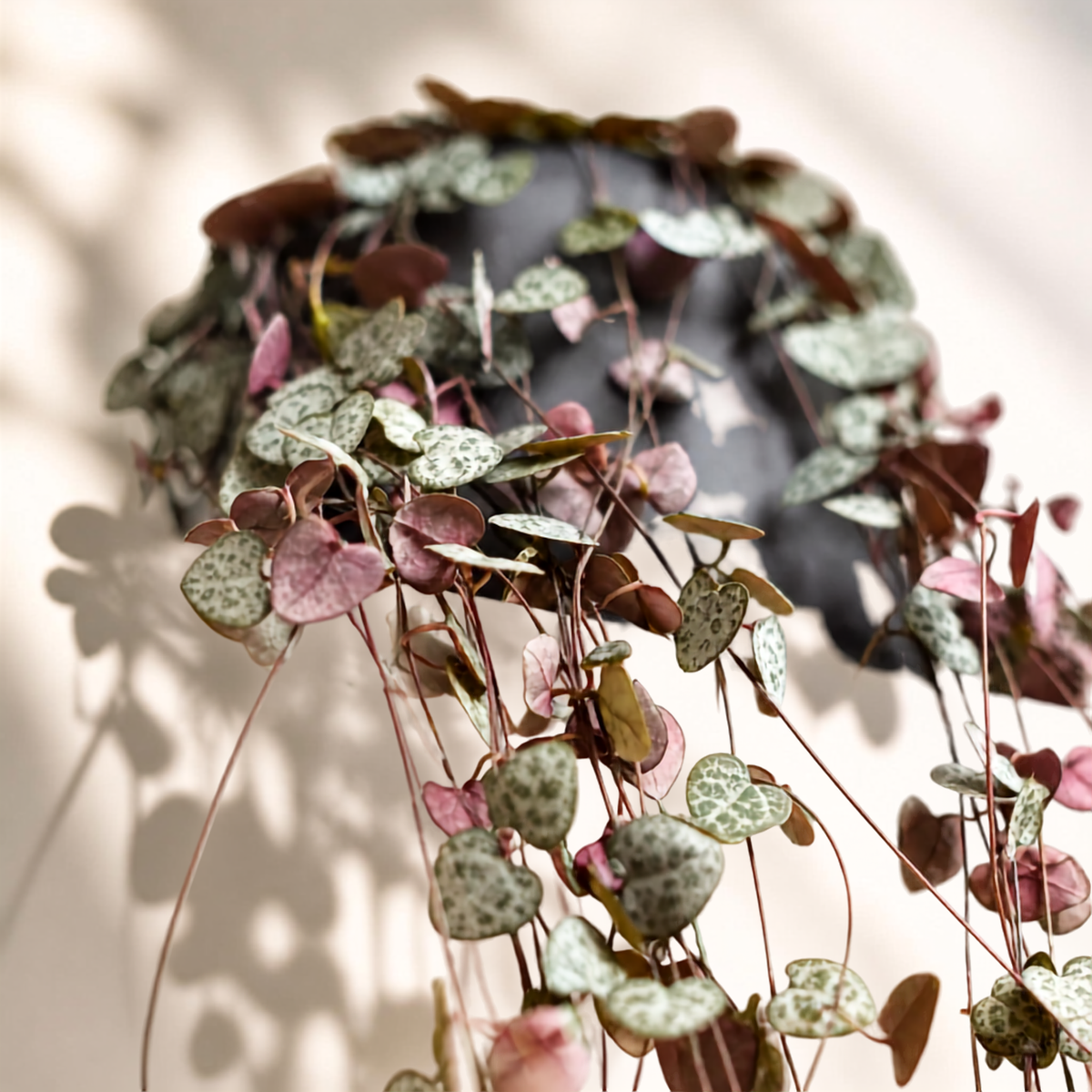 String of Hearts